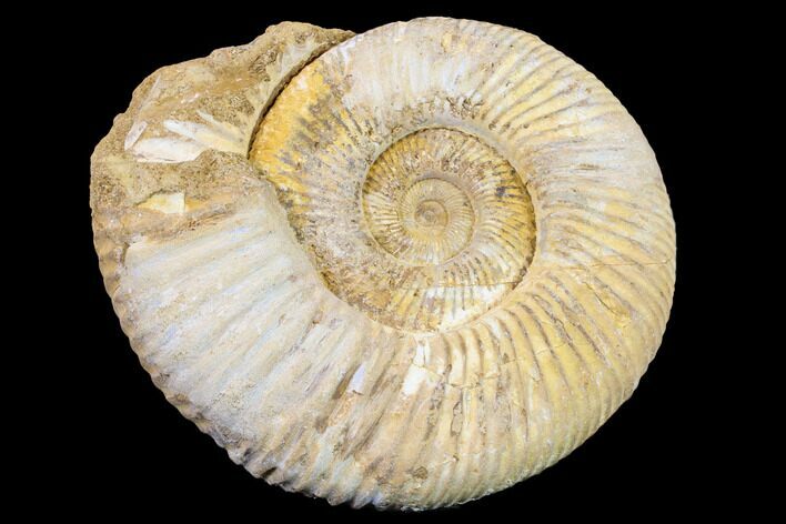 Jurassic Ammonite (Perisphinctes) Fossil - Madagascar #152789